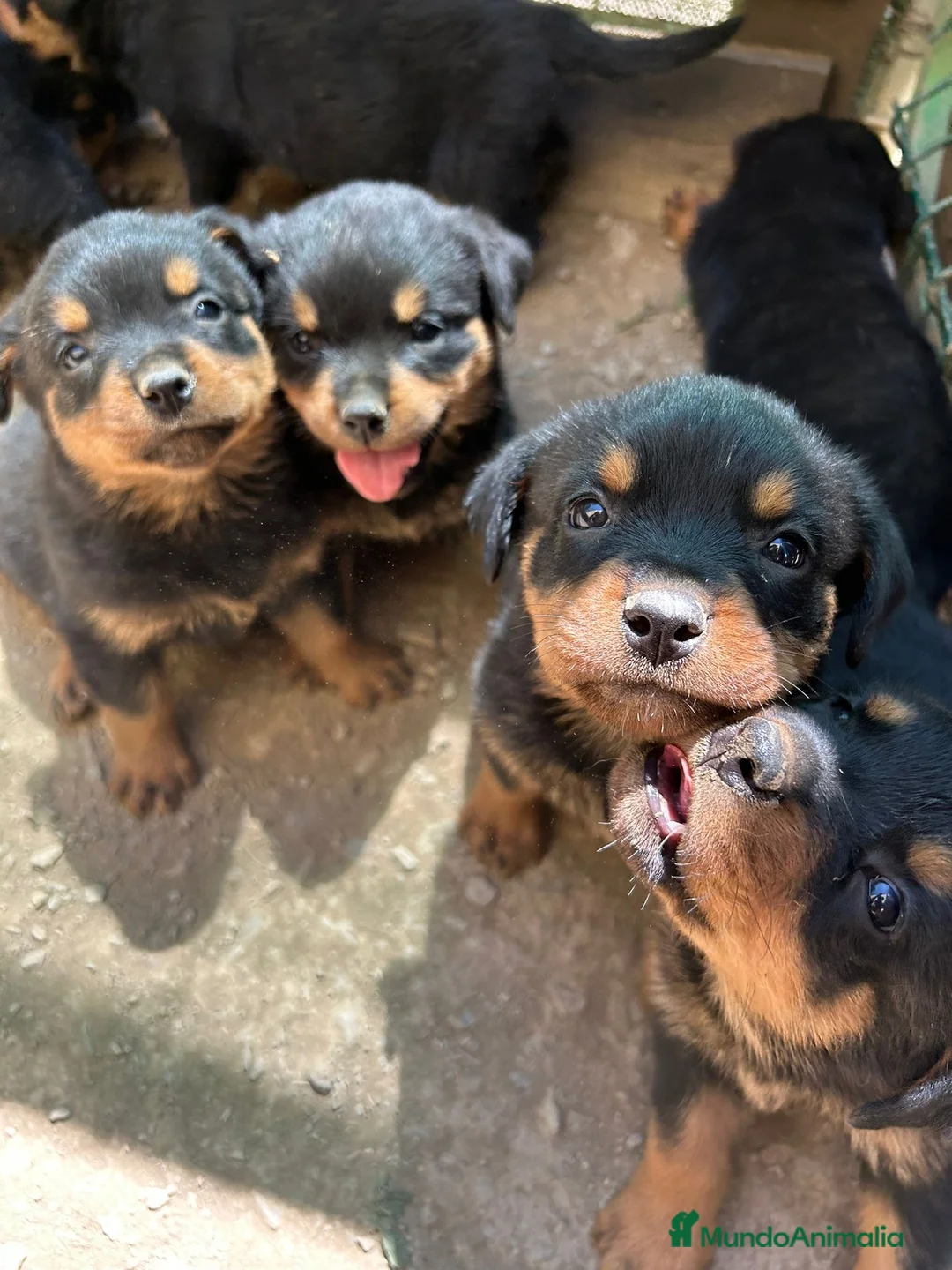 Rottweiler perros en venta: CACHORRO DE ROTTWAILER  - Anuncio 2