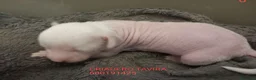 Perro Crestado Chino perros en venta: Crestados chinos Toys Hipoalergenicos - Anuncio 2