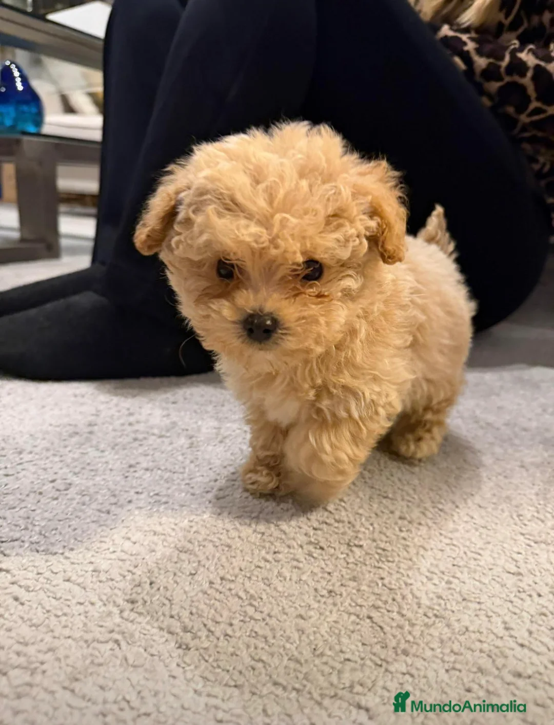 Maltipoo perros en venta: MALTIPOO TOYS - Anuncio 2