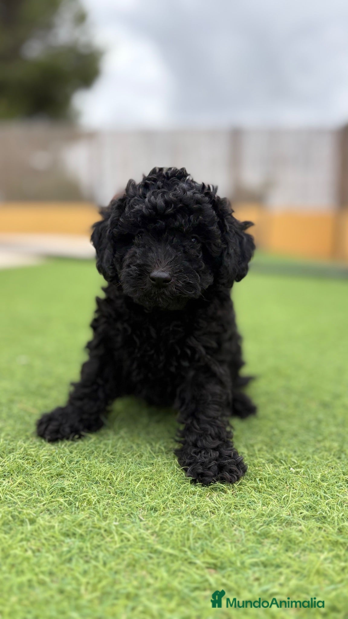 Caniche Toy perros Caniche Toy - Anuncio 3