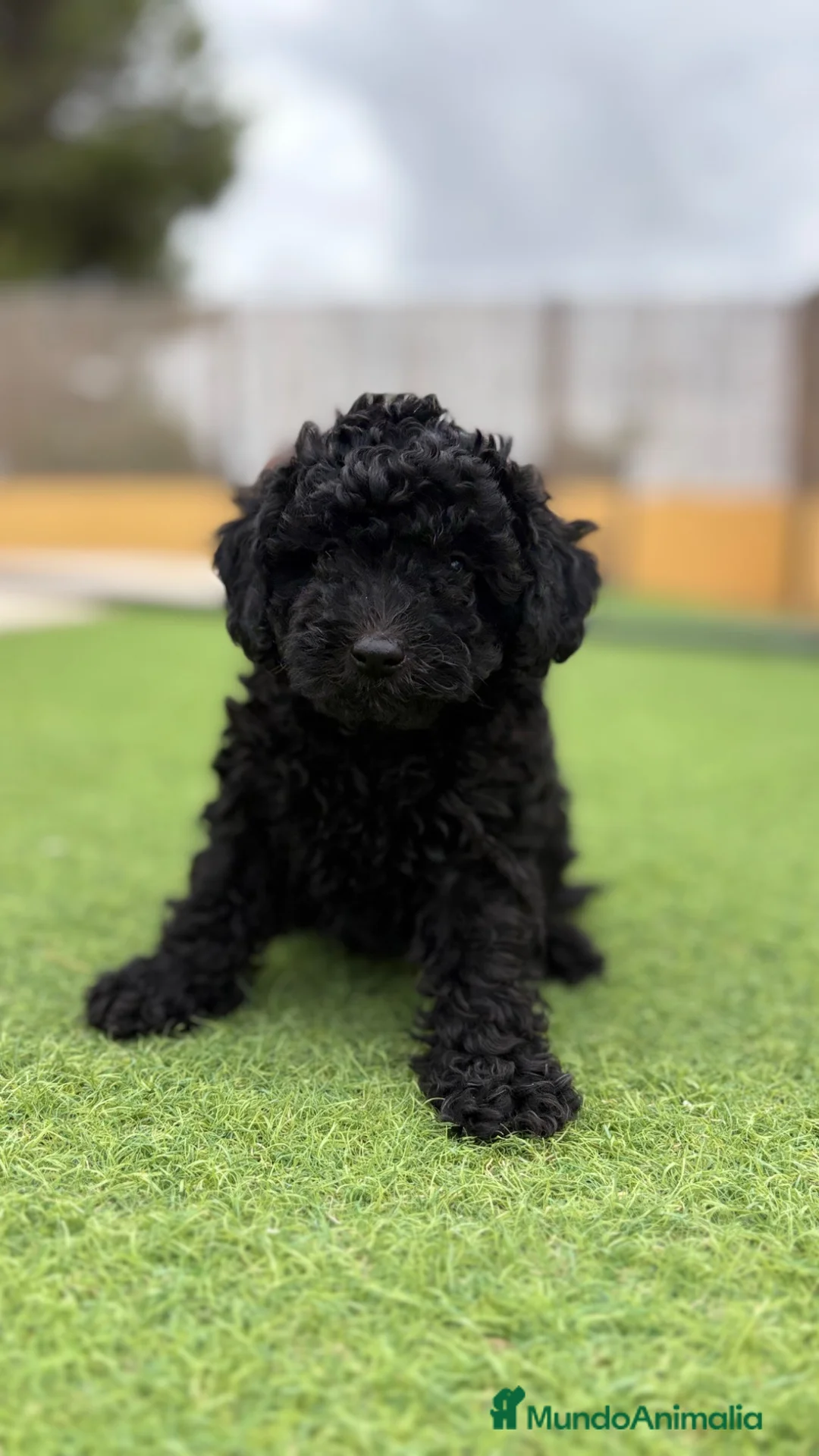 Caniche Toy perros en venta: Caniche Toy - Anuncio 1