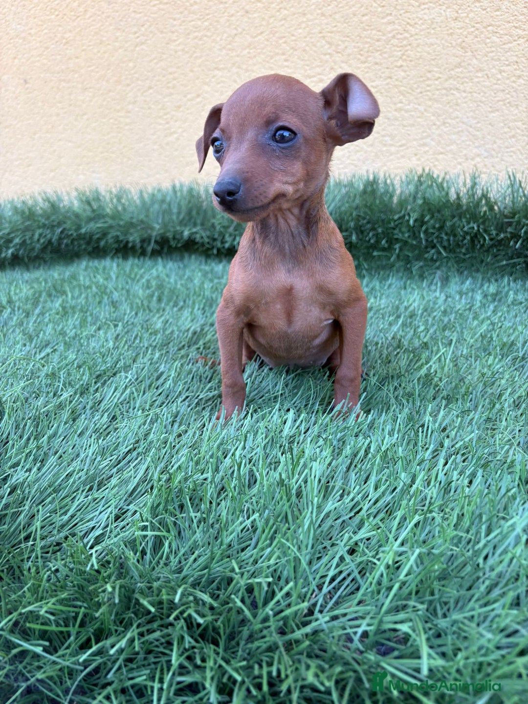 Pinscher Miniatura perros en venta: macho y hembra pinscher miniatura o mini pinscher - Imagen 7