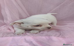 Chihuahua perros en venta: Chihuahua Blanco 🤍  - Anuncio 5
