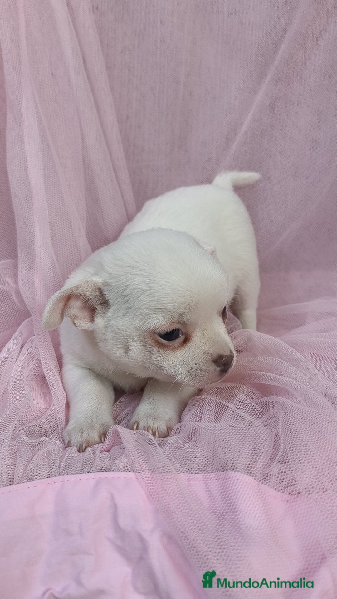 Chihuahua perros en venta: Chihuahua Blanco 🤍  - Anuncio 5