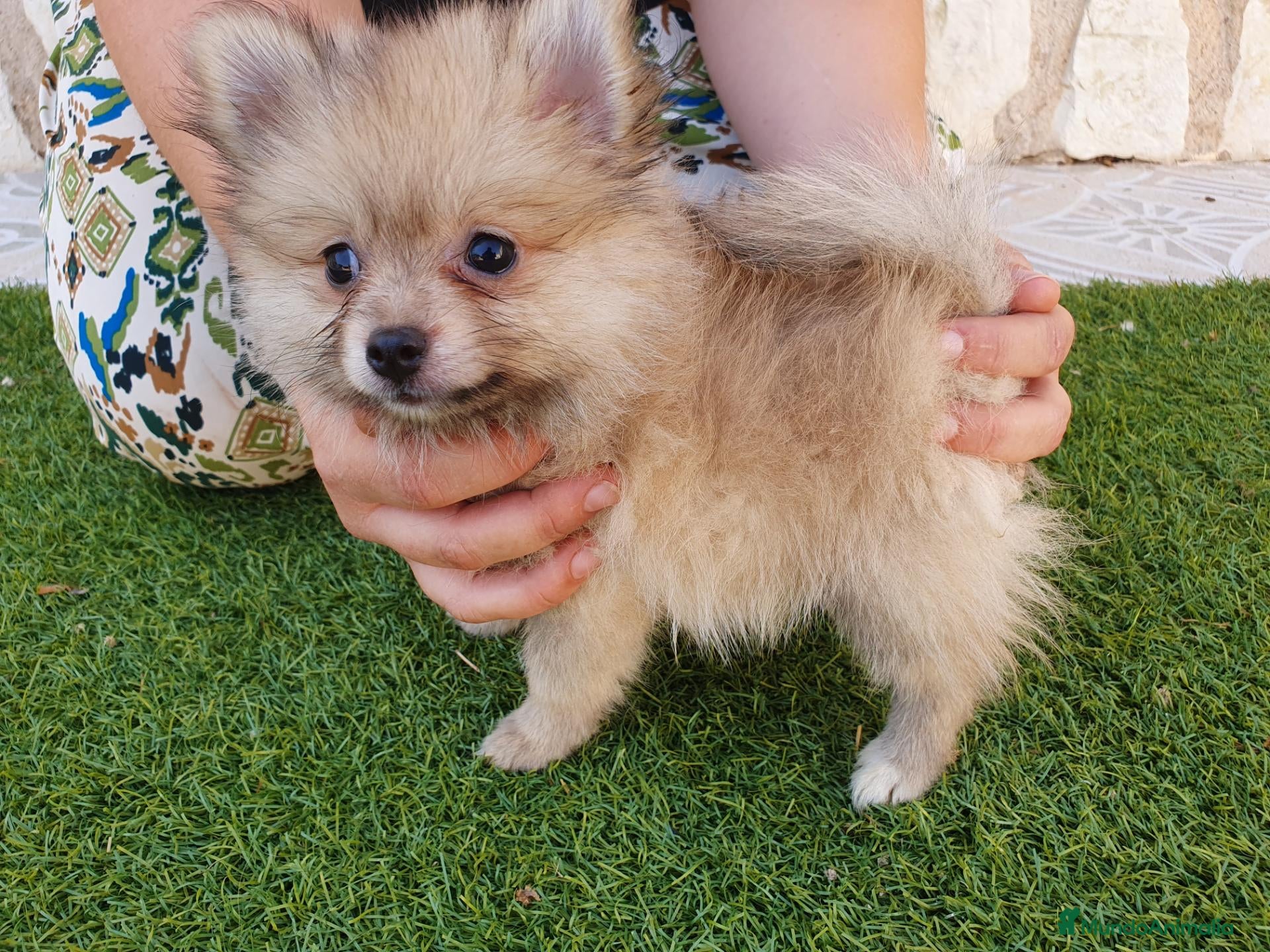 Pomerania perros Pomeranias mini ositas - Anuncio 1