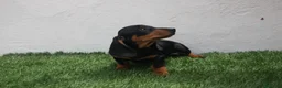 Teckel Miniatura perros en venta: Teckel miniatura  - Anuncio 11