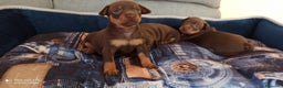 Pinscher Miniatura perros en venta: PINSCHER MINIATURA // MÁLAGA  - Anuncio 3