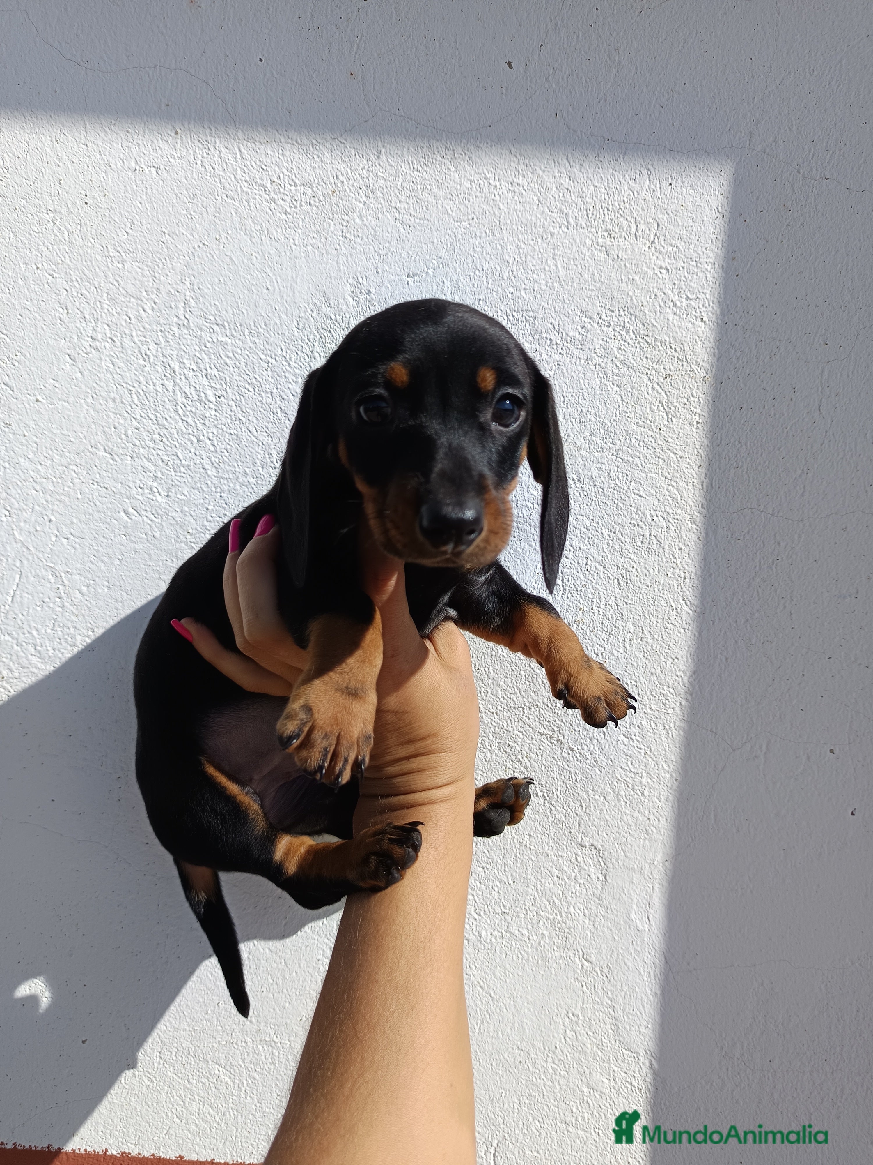 Teckel Miniatura perros Teckel hembra  en Badajoz - Anuncio 2