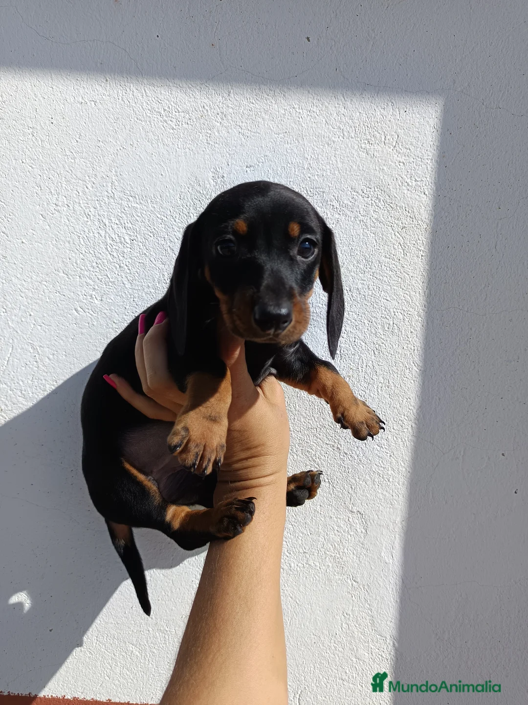 Teckel Miniatura perros en venta: Teckel hembra  en Badajoz - Anuncio 2