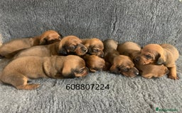 Teckel perros en venta: Cachorros Teckel Standard - Imagen 2