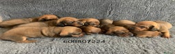 Teckel perros en venta: Cachorros Teckel Standard - Anuncio 2