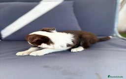 Border Collie perros en venta: Border collie chocolate  - Imagen 4