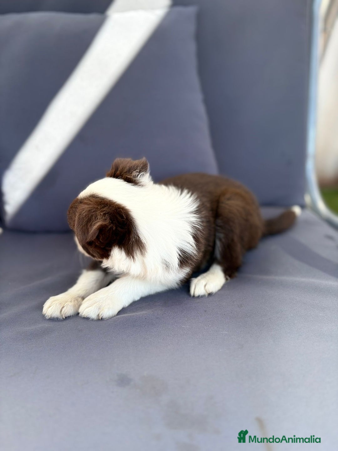Border Collie perros en venta: Border collie chocolate  - Imagen 4