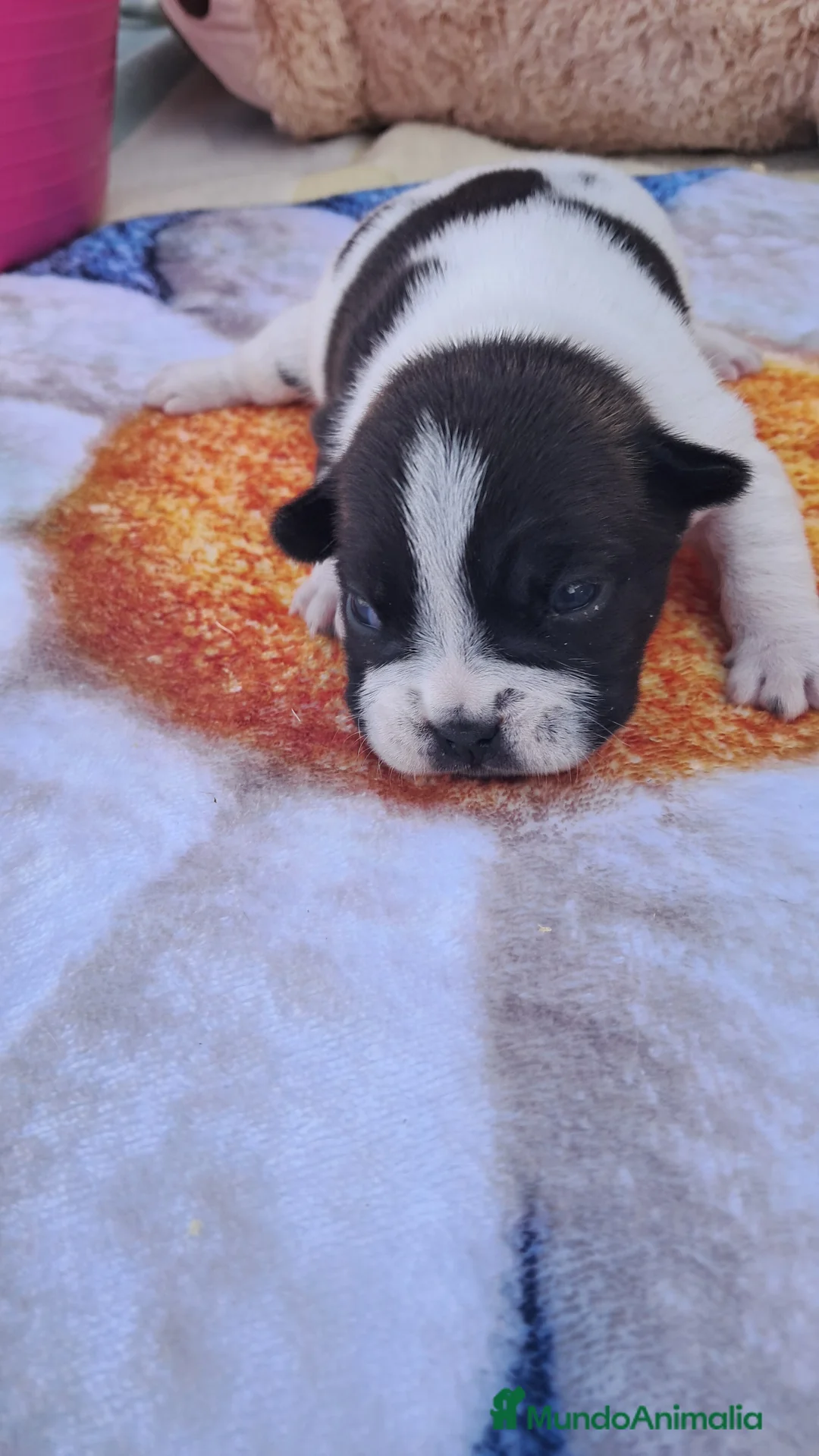 Bulldog Francés perros en venta: Bebes bulldog francés  - Anuncio 2