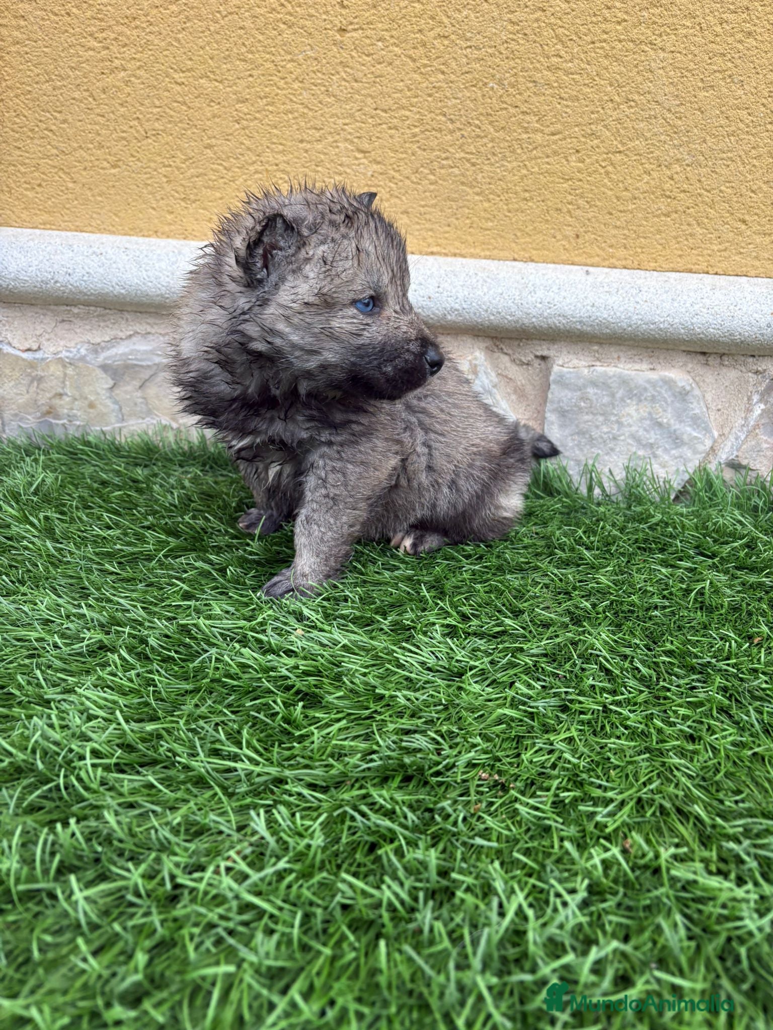 Husky Siberiano perros Husky siberiano Agouti macho - Anuncio 2