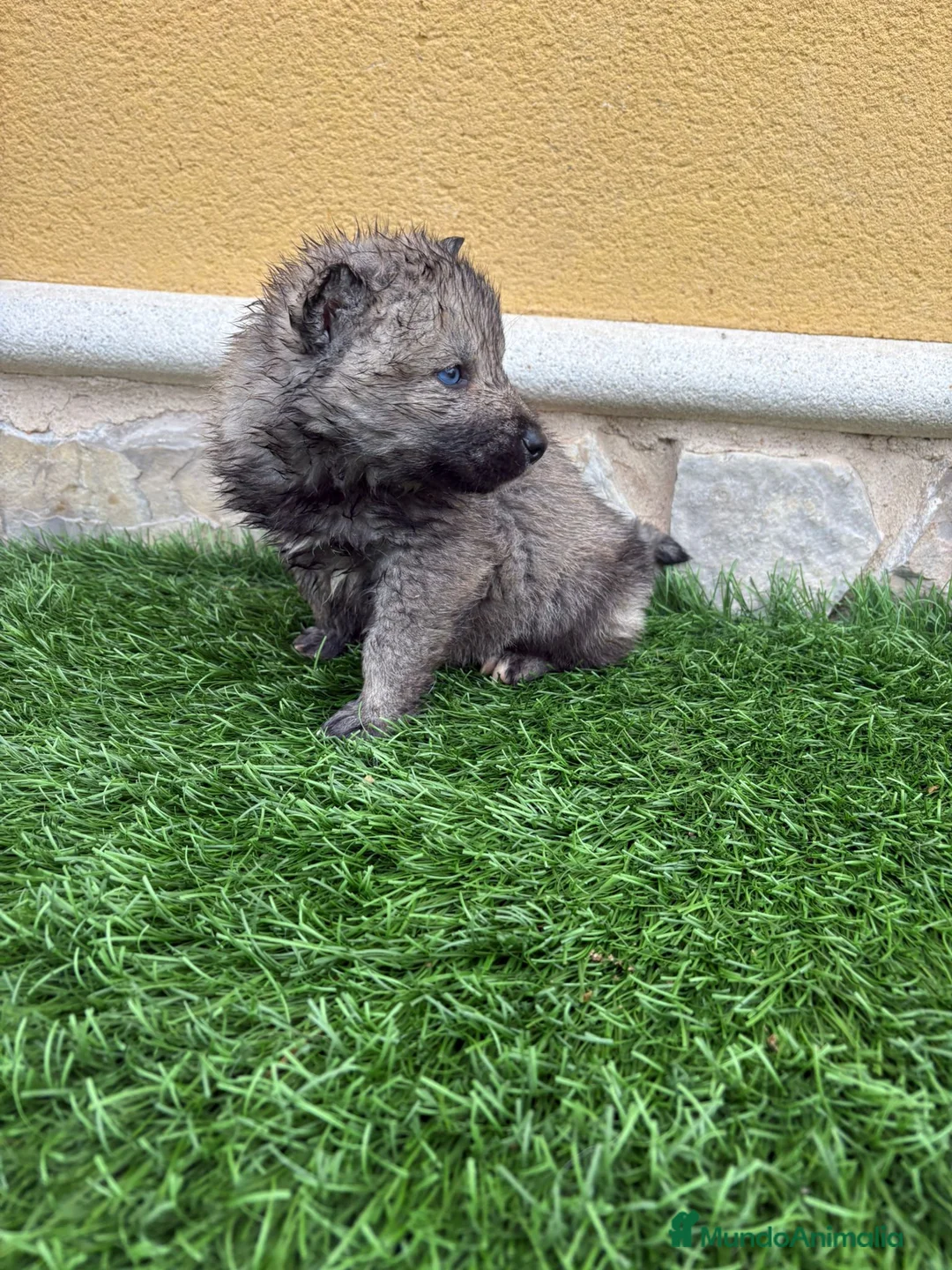 Husky Siberiano perros en venta: Husky siberiano Agouti macho - Anuncio 2