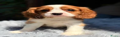 Cavalier King Charles Spaniel 1