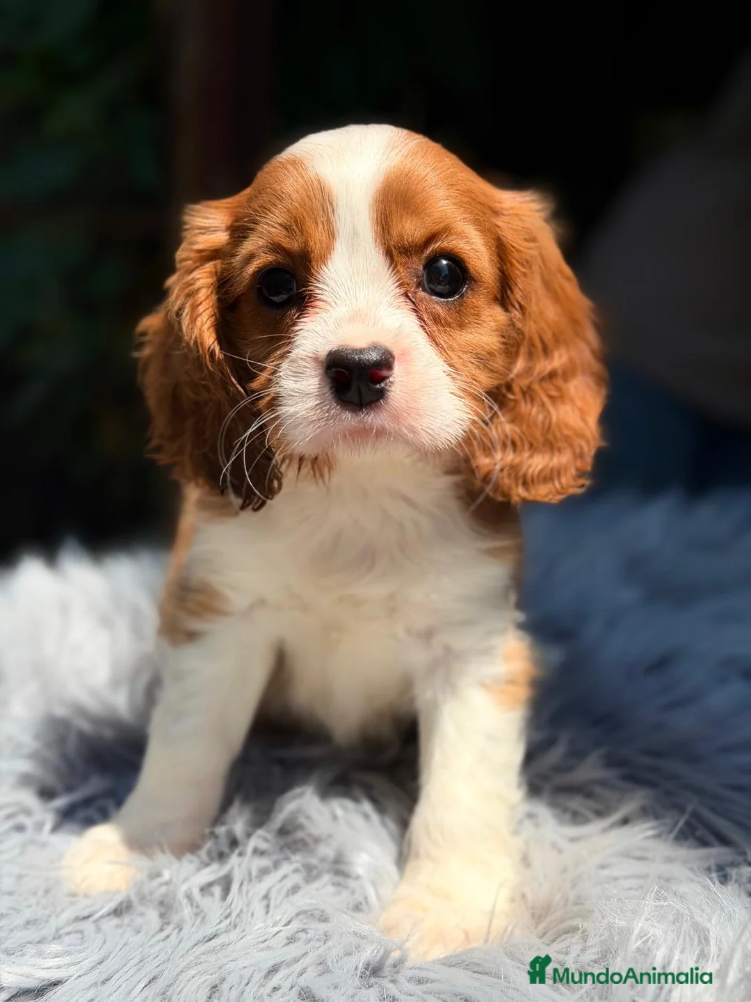 Cavalier King Charles Spaniel perros en venta: CAVALIER BLENHEIM  - Anuncio 1