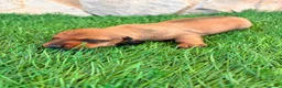 Teckel Miniatura perros en venta: Teckel miniatura rojizo - Anuncio 12
