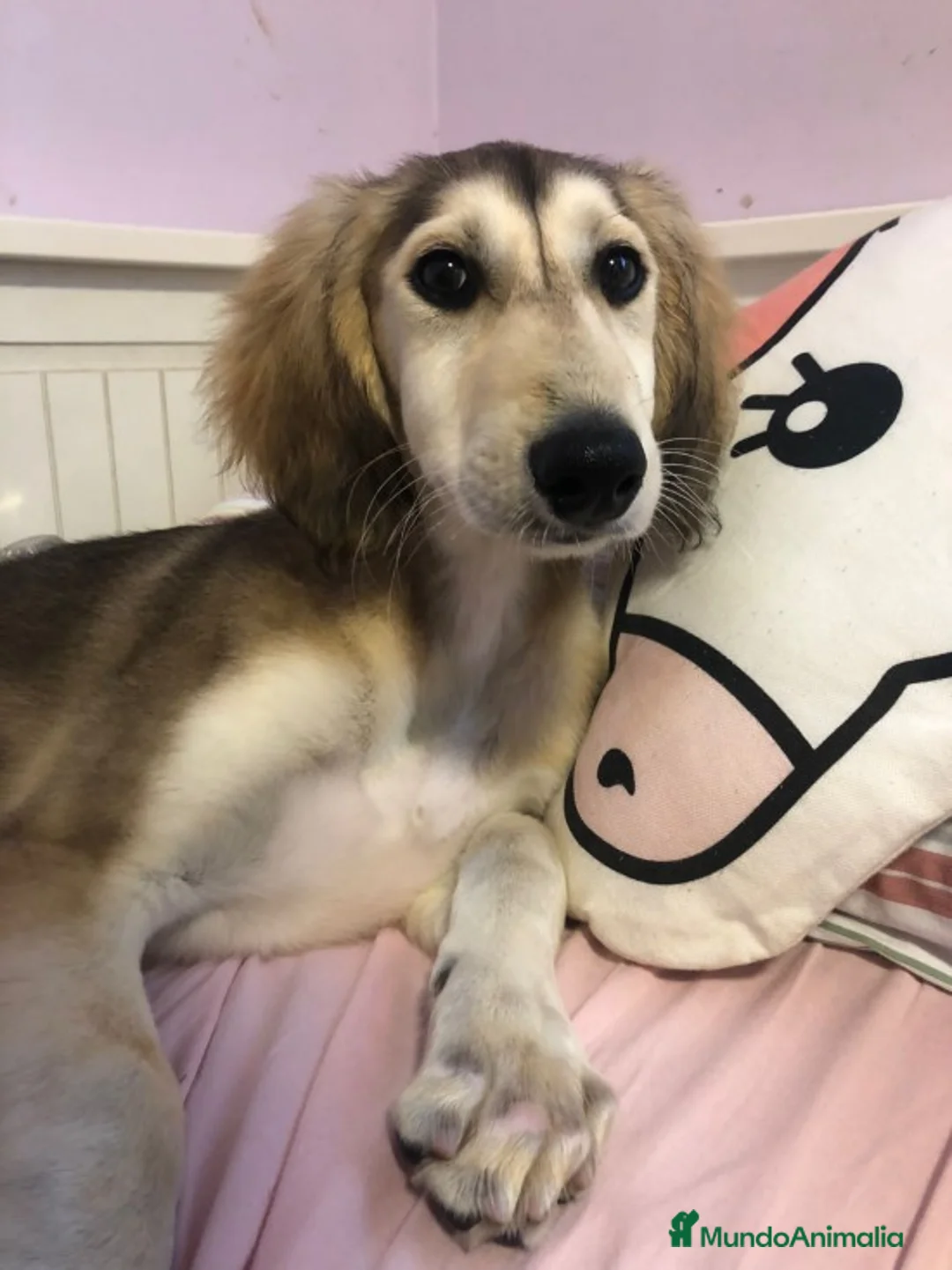 Imagen de galería {{count}}