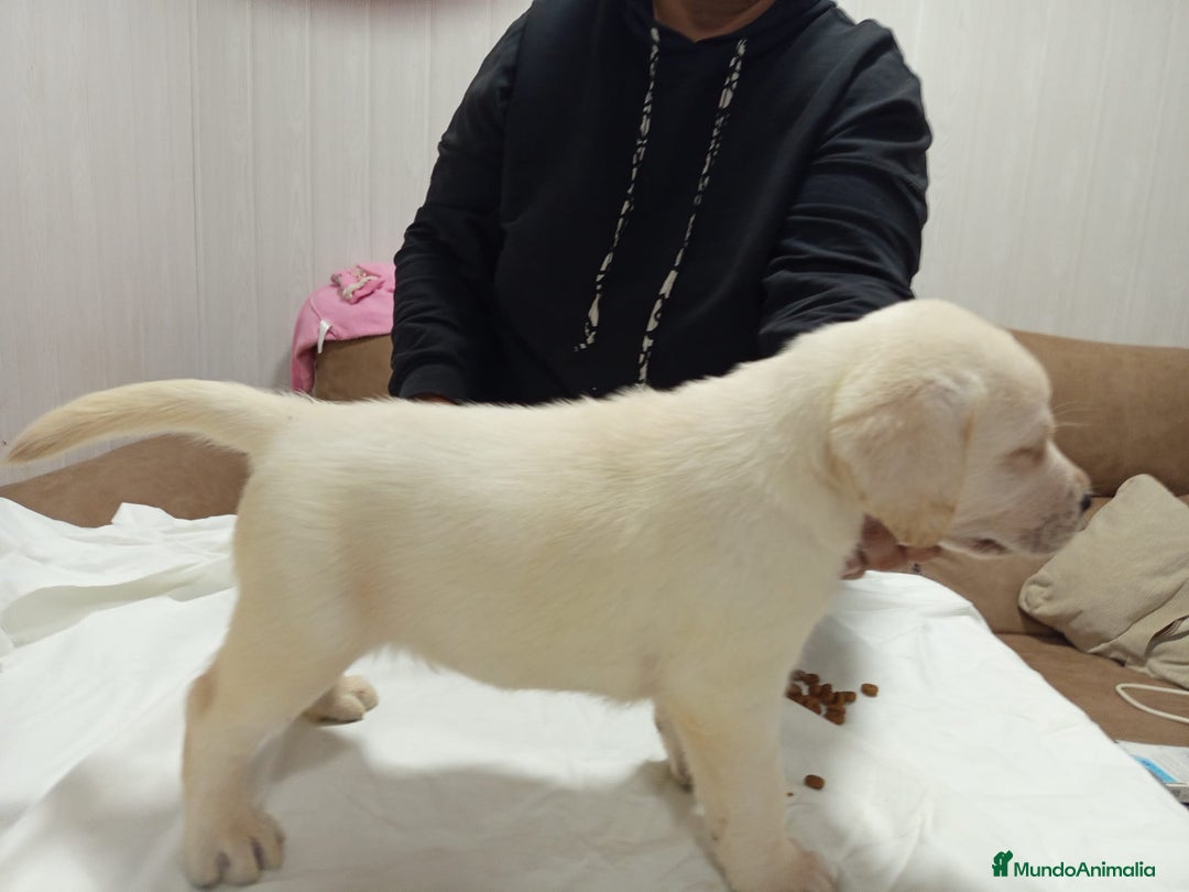 Labrador Retriever perros en venta: Labrador retriever dorado  - Anuncio 2