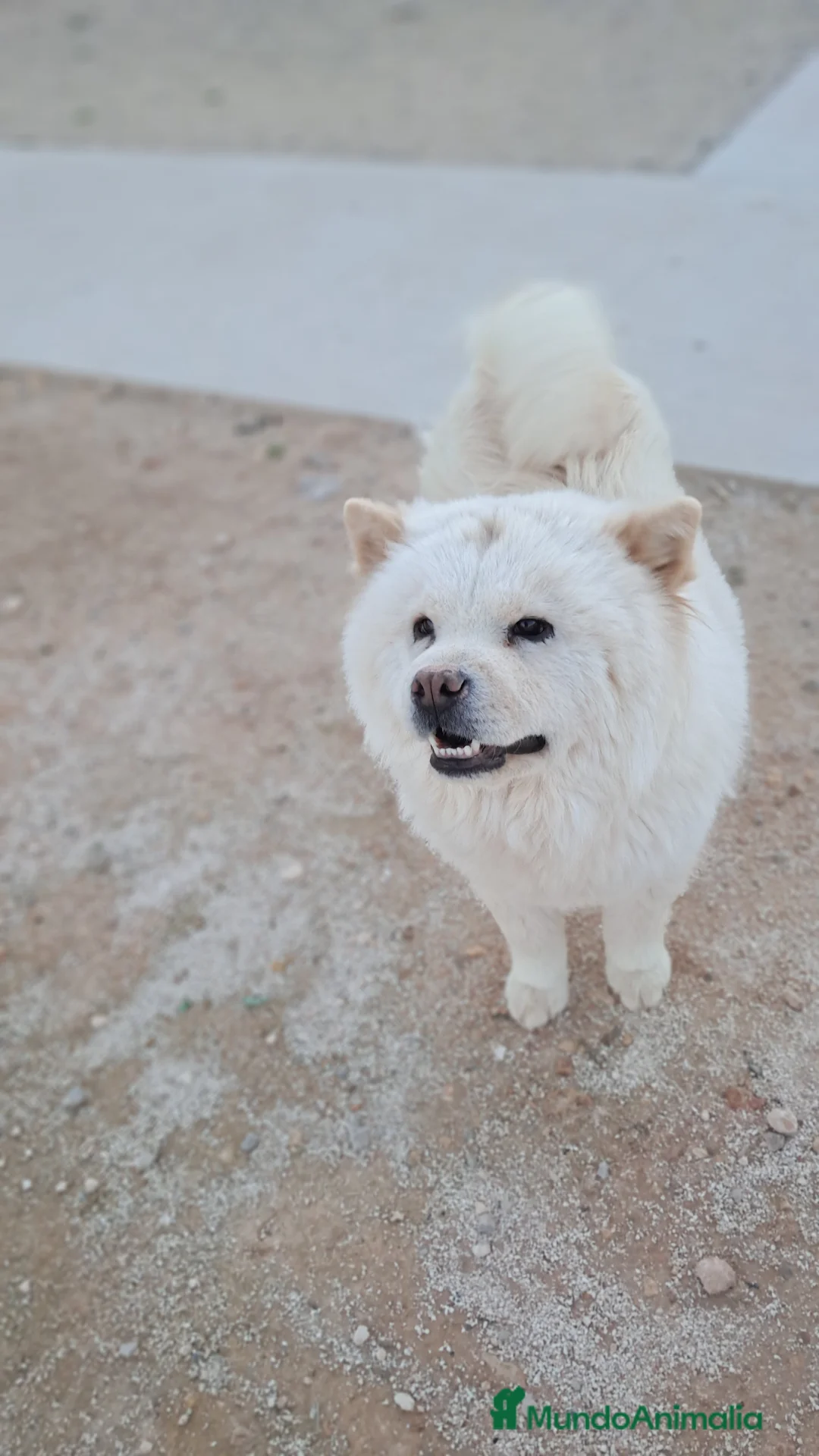 Chow Chow perros en venta: Bebés Chow-Chow  - Anuncio 4