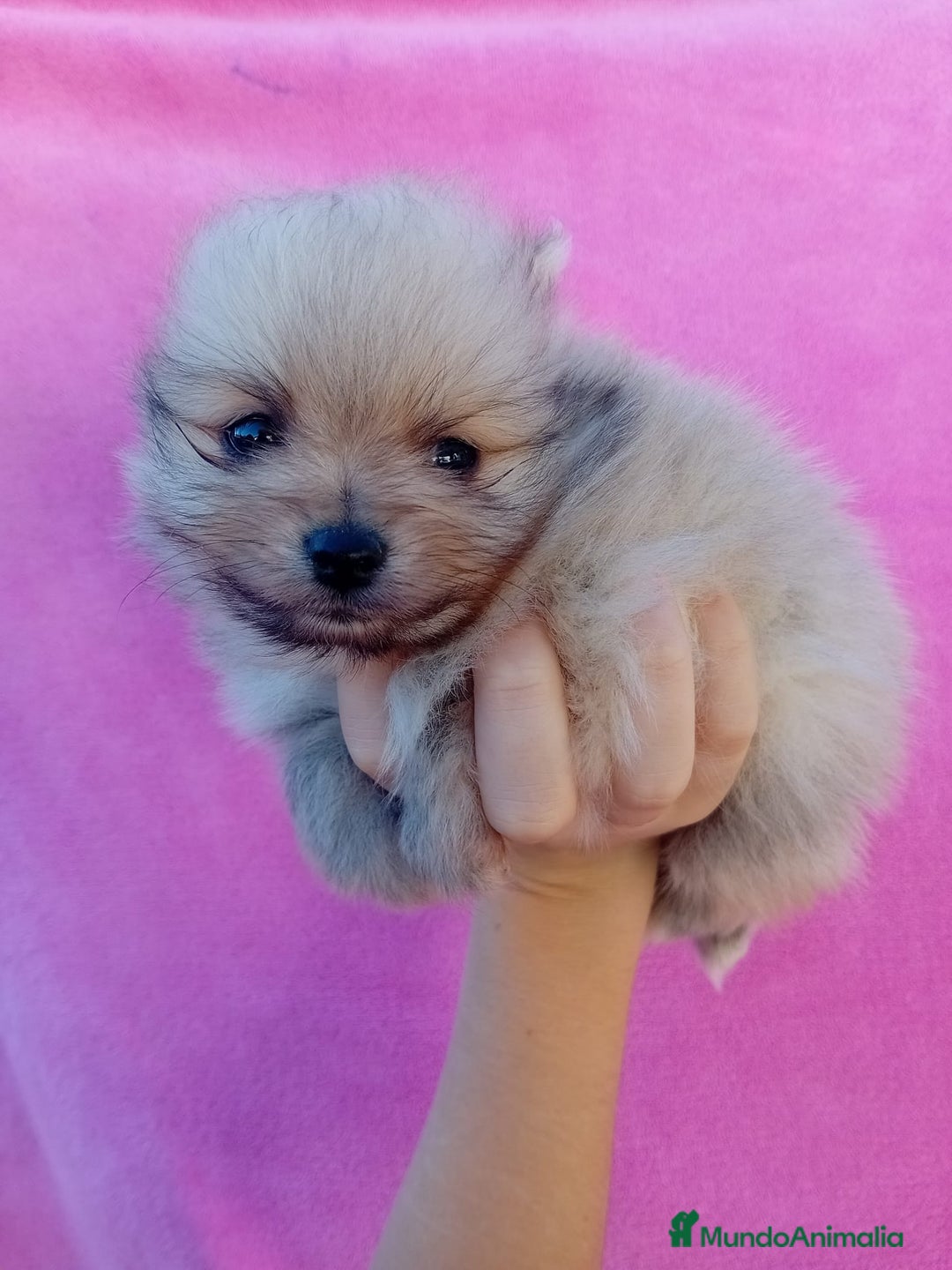 Pomerania perros en venta: Lulú de pomerania precio real - Anuncio 5