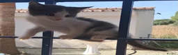 Raza Mixta gatos en venta: Regalo gatitos - Anuncio 3