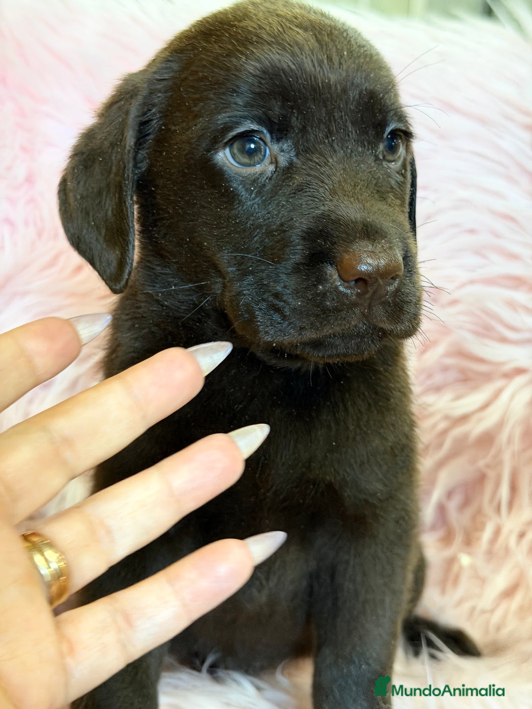 Labrador Retriever perros en venta: Labrador chocolate hembra  - Anuncio 6