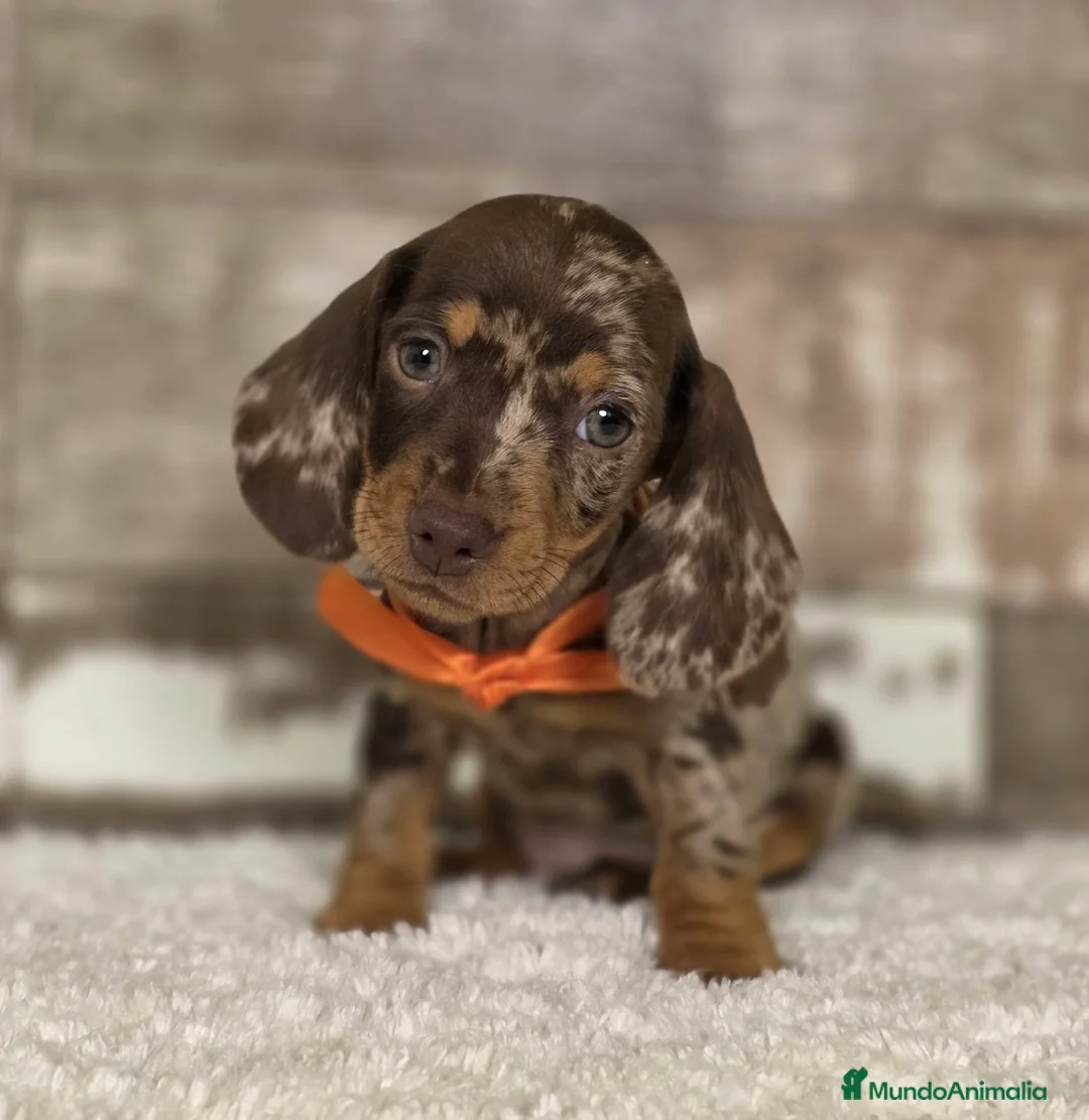 Teckel perros en venta: TECKEL MINIATURA Y KANINCHEN  - Anuncio 10