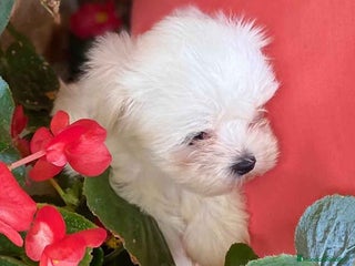 Bichón Maltés perros en Barcelona - Anuncio 15