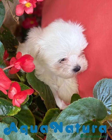 Bichón Maltés perros en Barcelona - Anuncio 13