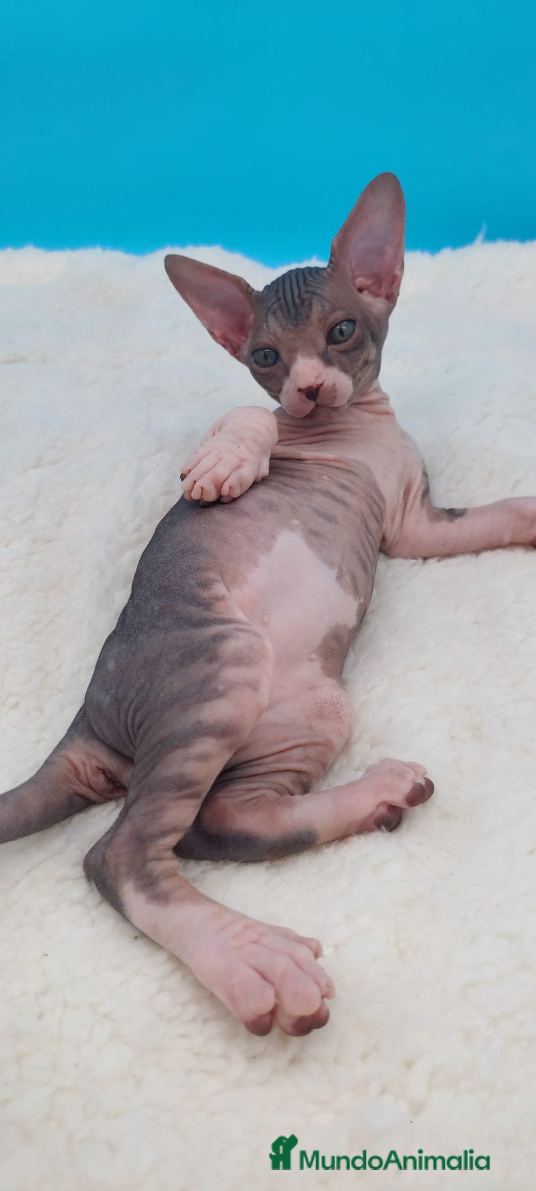 Sphynx gatos en venta: Preciosa camada de gatitos sphynx  - Imagen 10