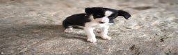 Border Collie perros en venta: Cachorros border collie 2 meses  - Anuncio 3