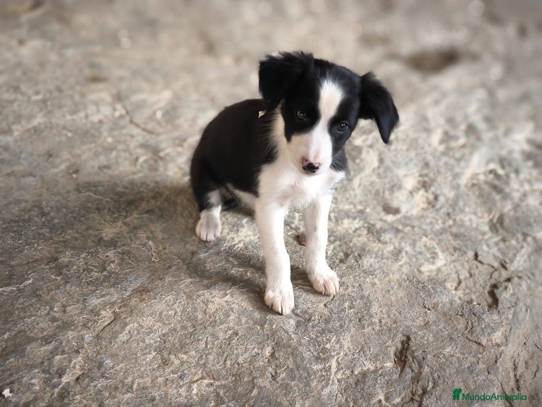 Border Collie perros en venta: Cachorros border collie 2 meses  - Anuncio 3