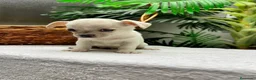 Chihuahua perros en venta: CHIHUAHUA-MACHO - Anuncio 9