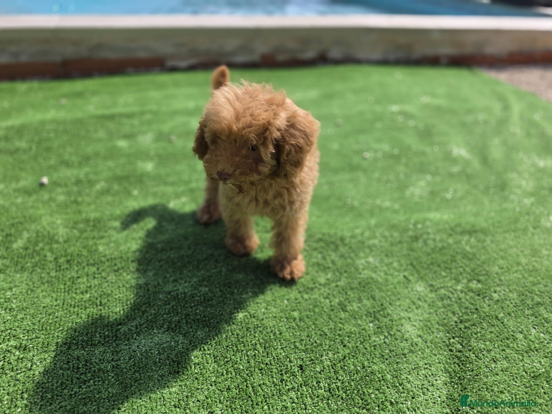 Caniche Toy perros Cachorrito Caniche Toy - Anuncio 1