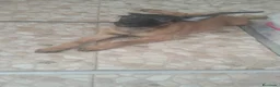 Pastor Belga Malinois perros en venta: Cachorros de Pastor belga Malinois 🐶🐾 en Sevilla - Anuncio 3