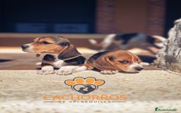 Beagle perros en venta: Beagle - Imagen 4