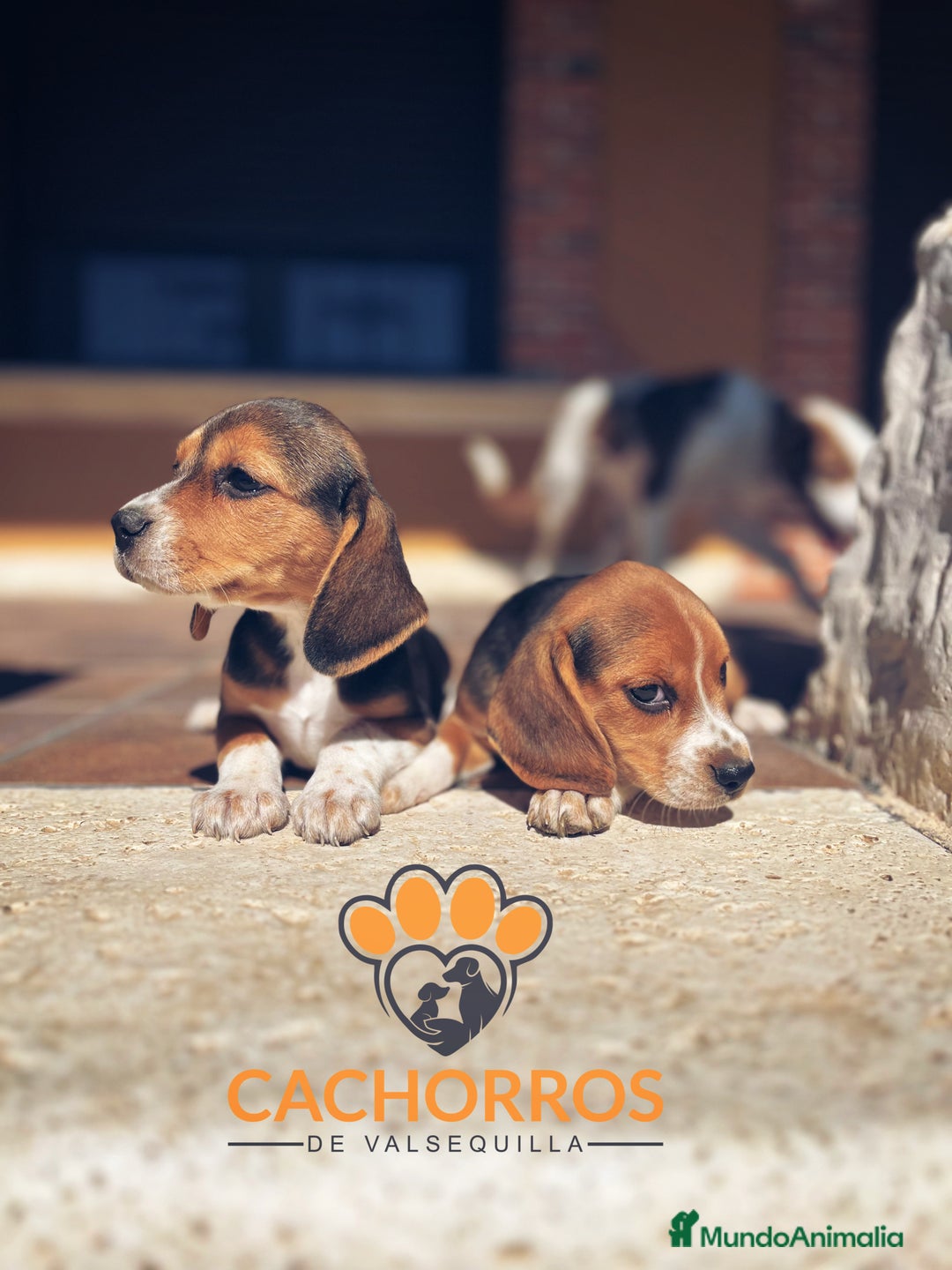 Beagle perros en venta: Beagle - Imagen 4