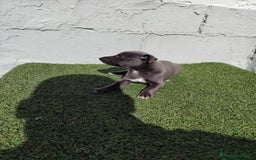 Whippet perros en venta: Whippet blue  - Imagen 6