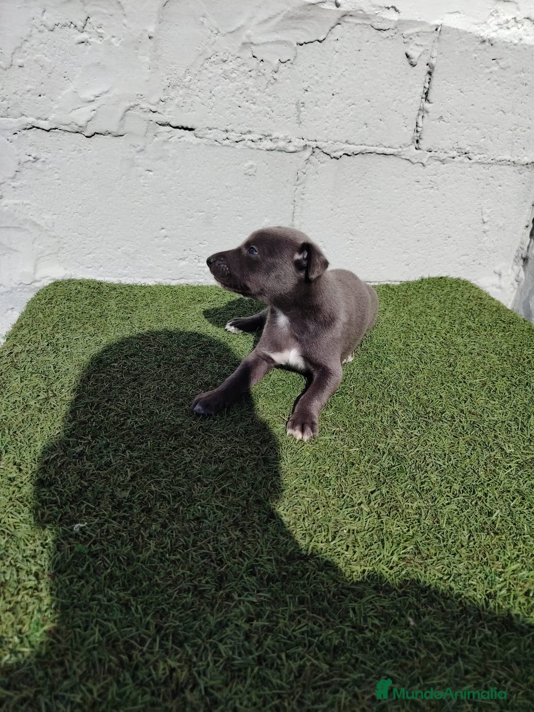 Whippet perros en venta: Whippet blue  - Imagen 6