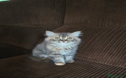 Persa gatos en venta: Gatcot.com - Imagen 1