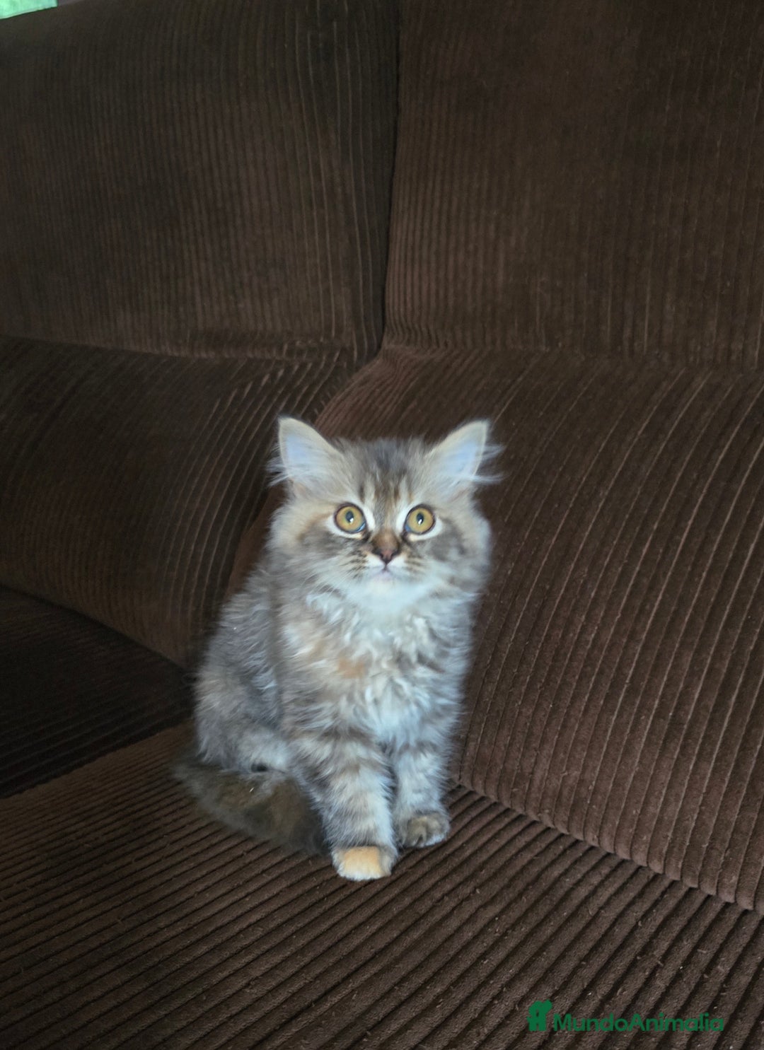 Persa gatos en venta: Gatcot.com - Imagen 1
