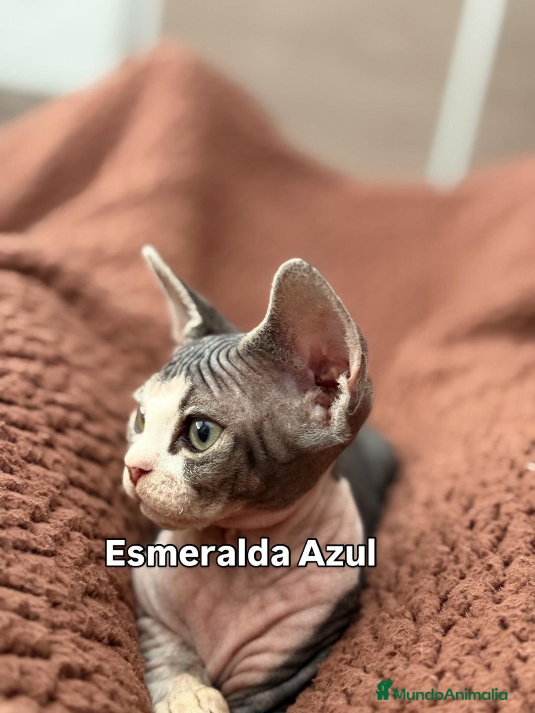 Devon Rex gatos en venta: Devon Rex - Imagen 3