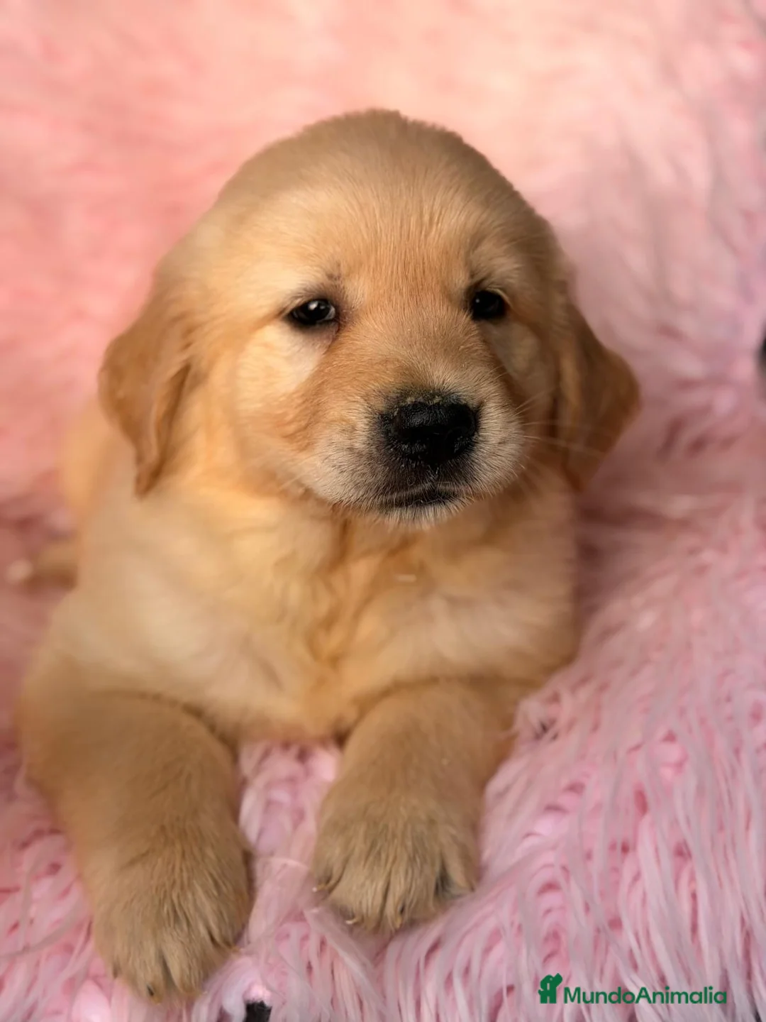 Golden Retriever perros en venta: GOLDEN RETRIEVER DISPONIBLES CALIDAD - Anuncio 1