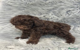 Caniche Enano perros en venta: CANICHE ENANO CHOCOLATE - Imagen 3