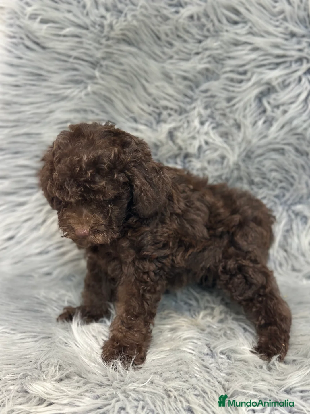 Caniche Enano perros en venta: CANICHE ENANO CHOCOLATE - Anuncio 3