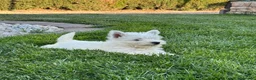 West Highland White Terrier perros en venta: West Highland White Terrier (Westy) - Anuncio 3