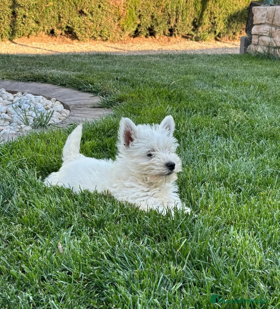 West Highland White Terrier perros en venta: West Highland White Terrier (Westy) - Anuncio 3